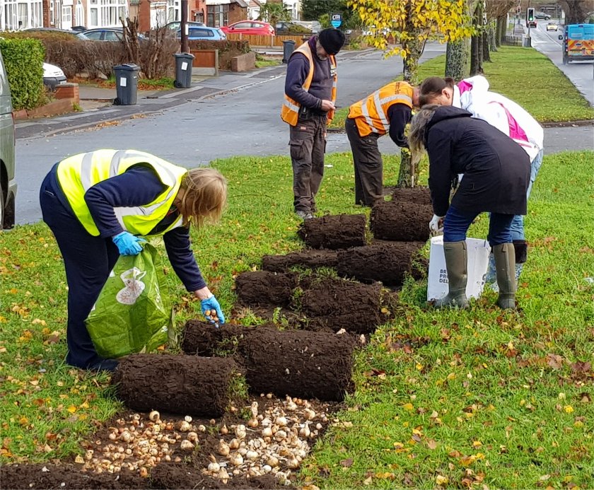 Turf and bulbs